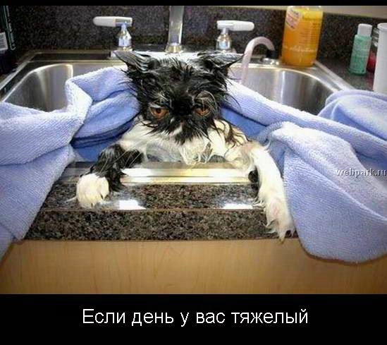 549x489, 57 Kb / кот, вода, комикс