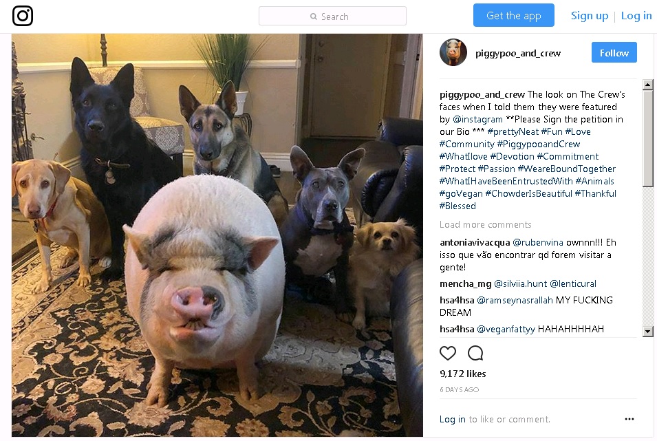 955x641, 229 Kb / свинья, собаки, семья