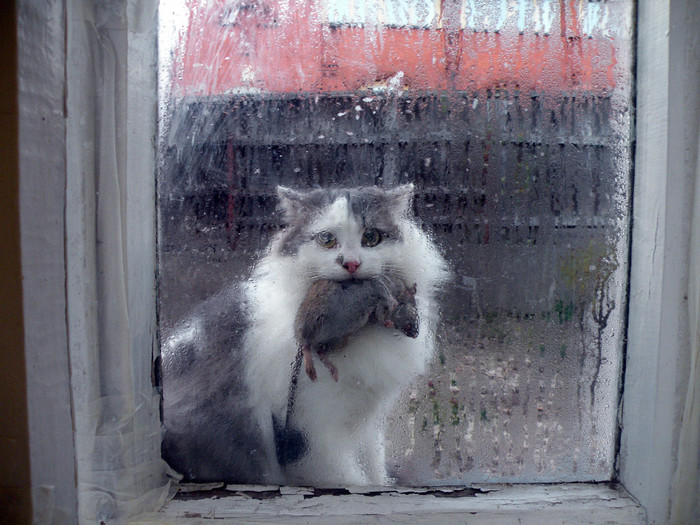 700x525, 132 Kb / окно, кот, крыса, охота