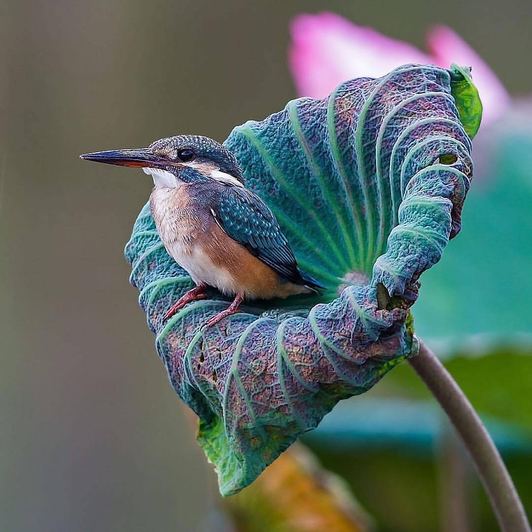 1080x1080, 104 Kb / цветок, пташка, зимородок