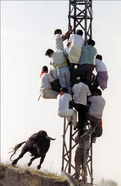 391x600, 43 Kb / бык, пиздец