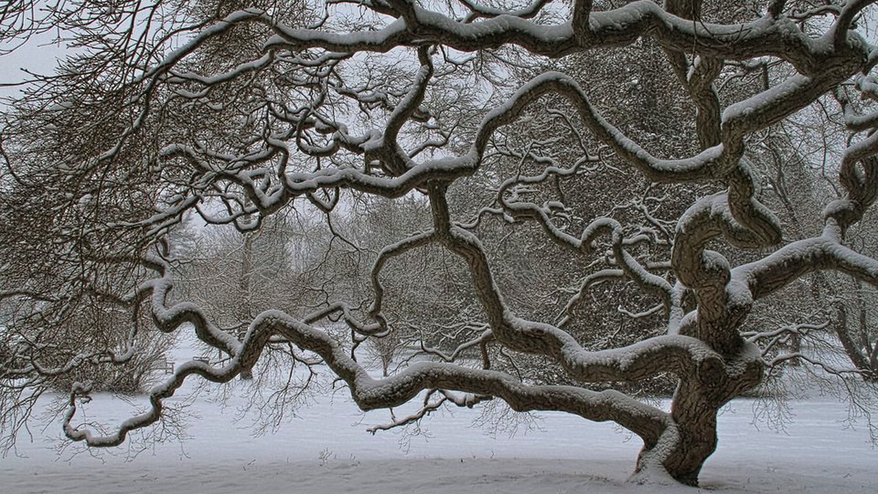 1280x720, 281 Kb / дерево, зима