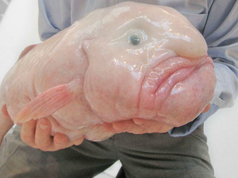 800x600, 58 Kb / рыба-капля