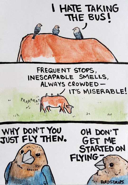 540x780, 143 Kb / корова, птицы