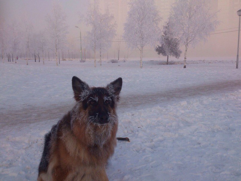 807x605, 79 Kb / овчарка, иней