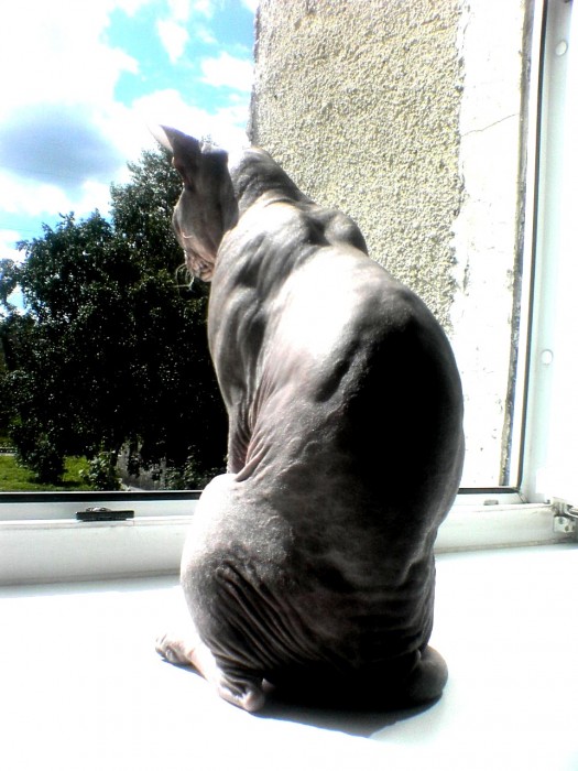 525x700, 91 Kb / кот, сфинкс