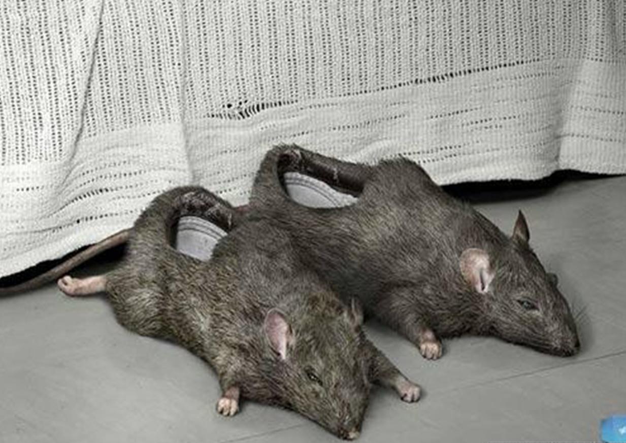 1233x873, 135 Kb / тапки, крысы