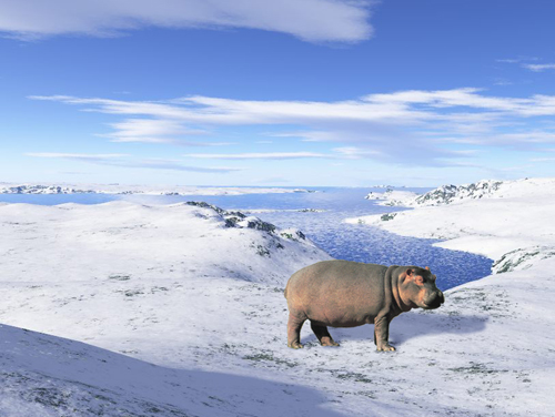 500x376, 122 Kb / бегемот, Антарктида