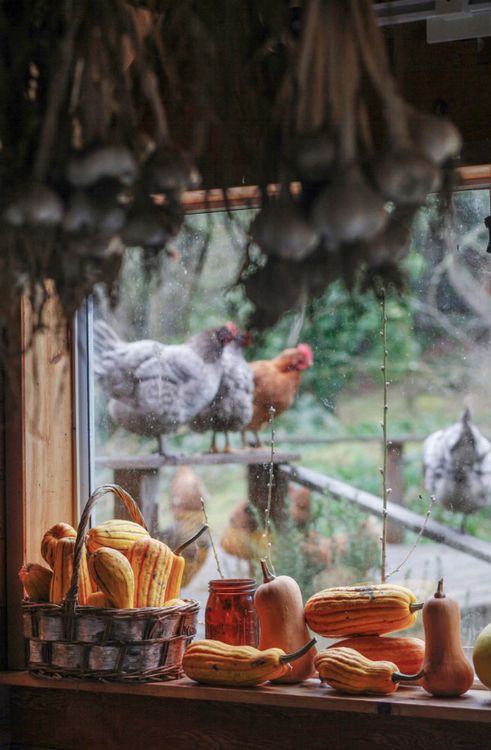 491x750, 66 Kb / тыквы, чеснок, корзинка, окно, курицы