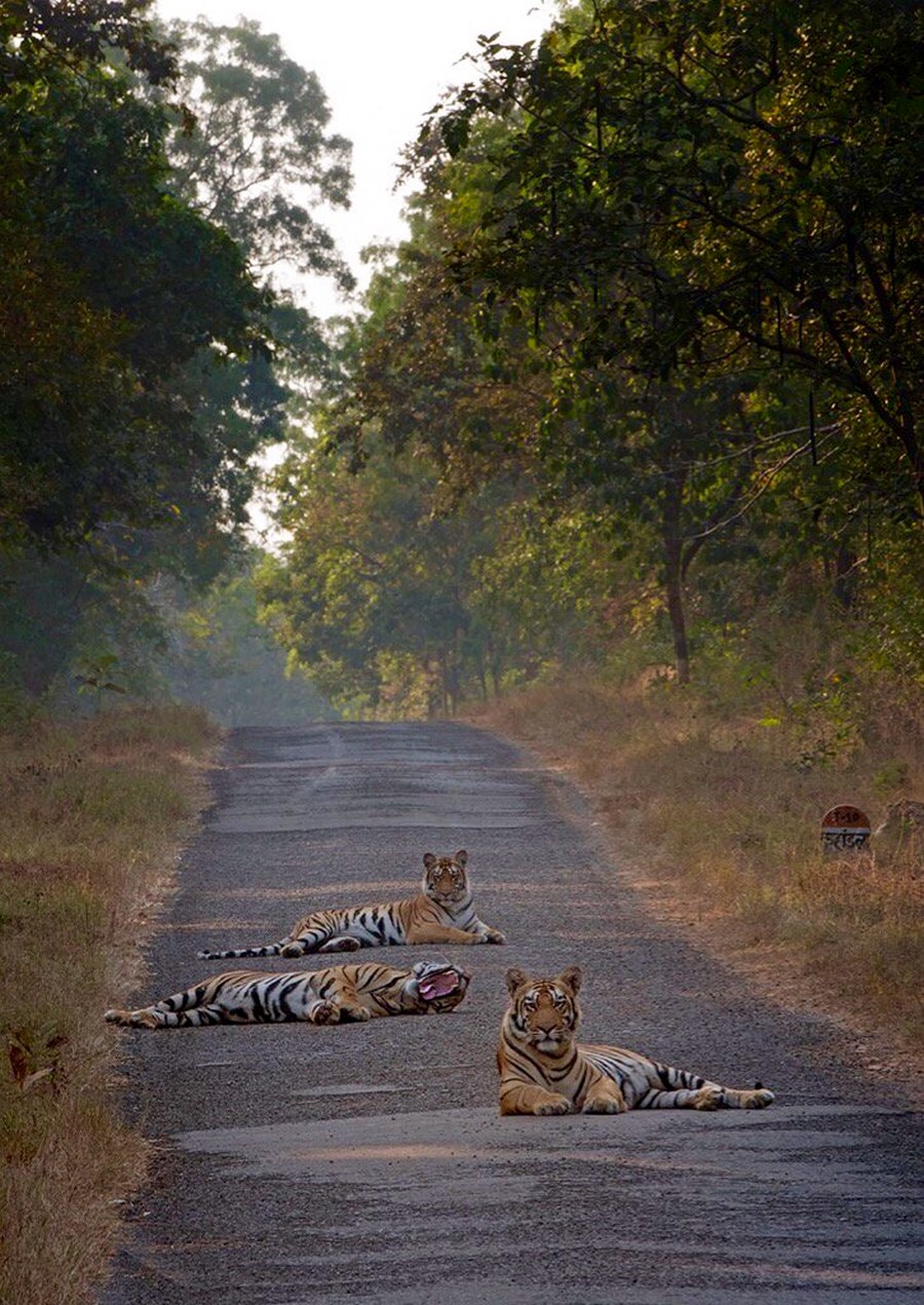 900x1271, 364 Kb / тигры, дорога, деревья