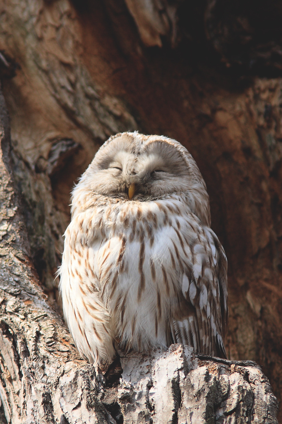 910x1365, 428 Kb / сова, дерево