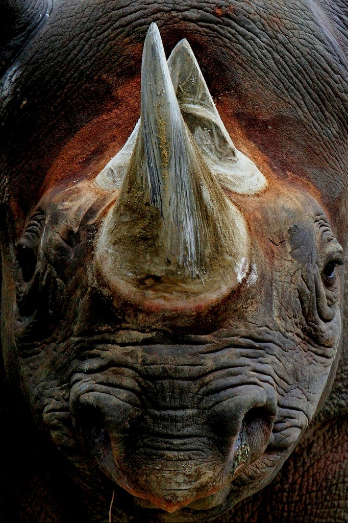 682x1024, 281 Kb / носорог