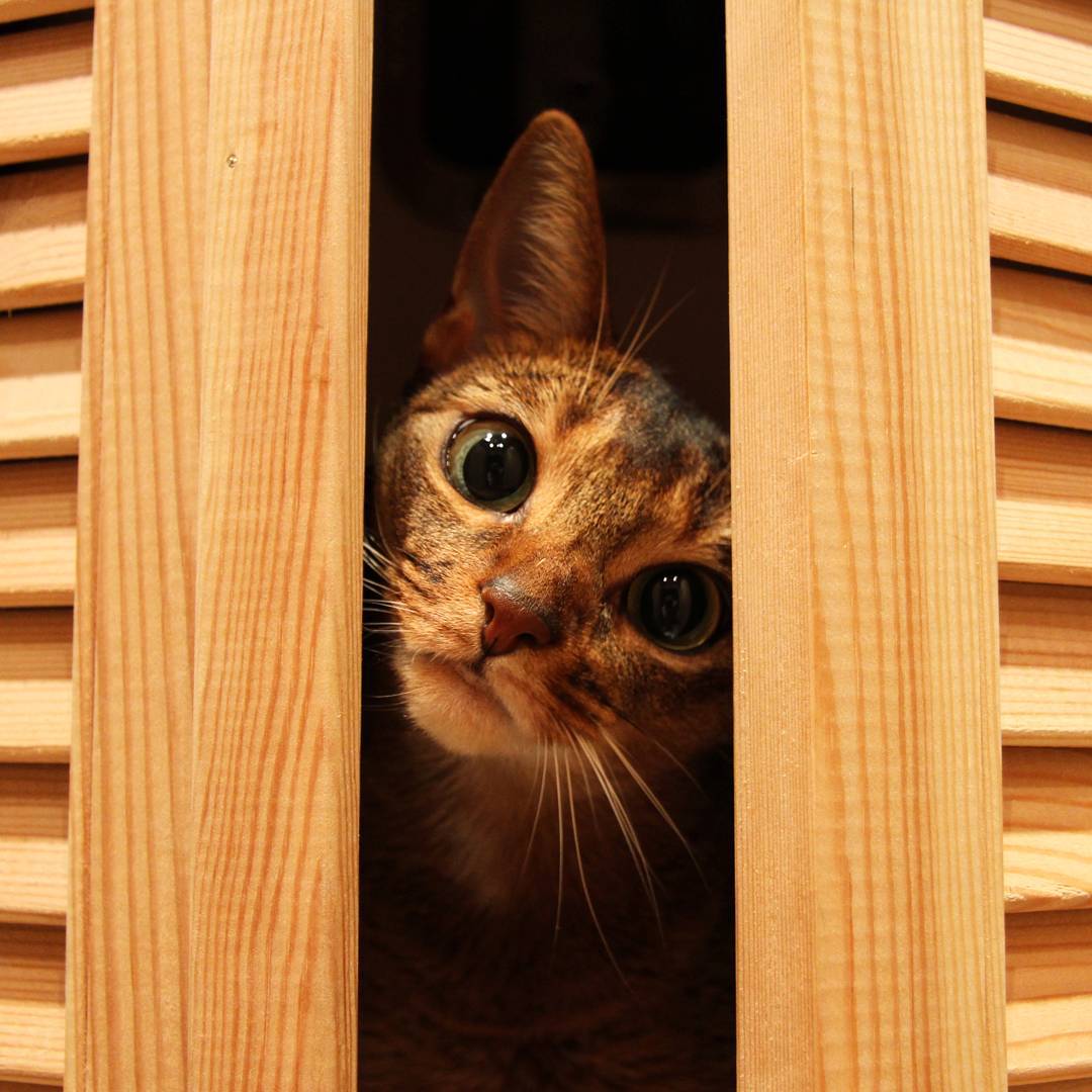 1080x1080, 123 Kb / Кот, створки