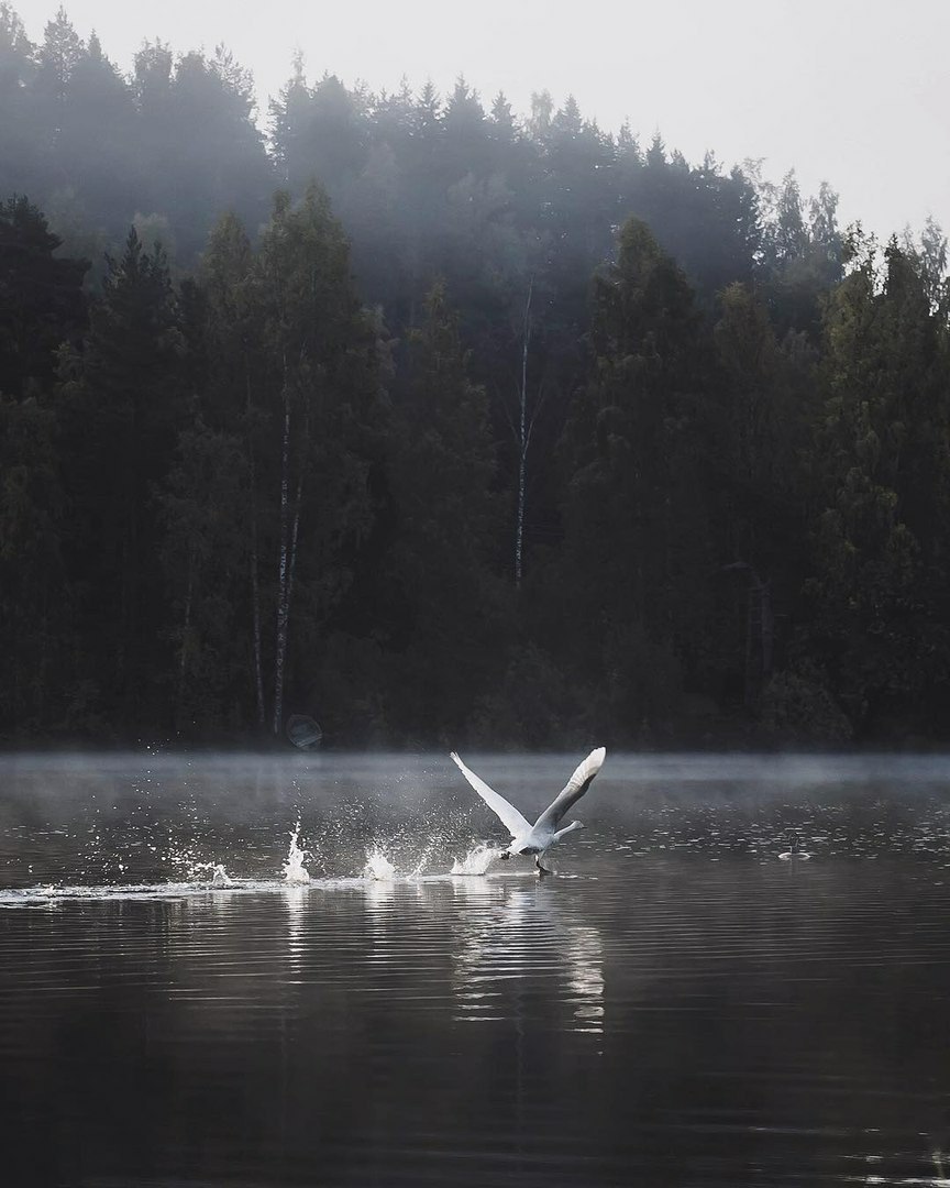 864x1080, 123 Kb / туман, лес, утка, гусь, лебедь, птица