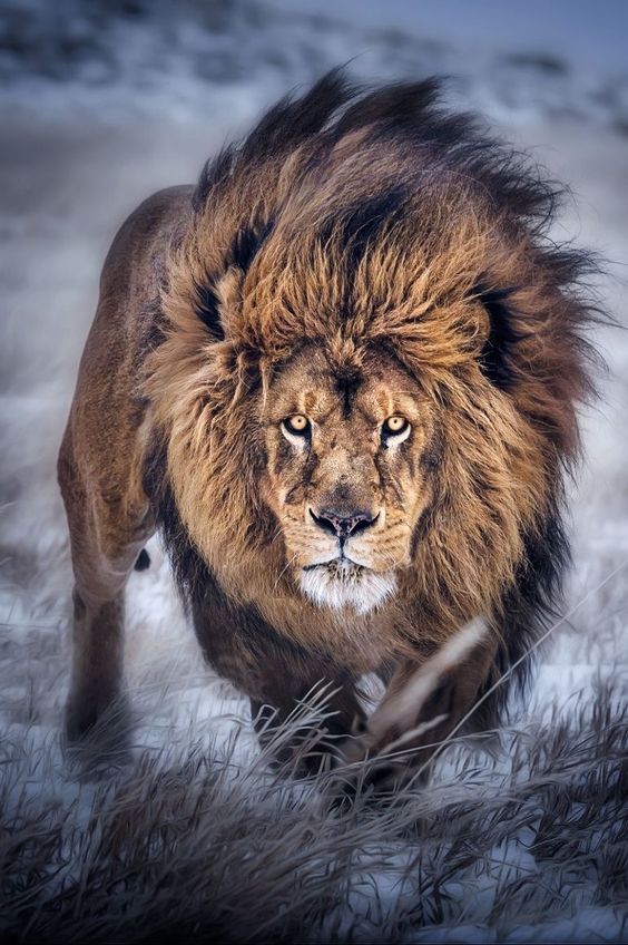 564x848, 98 Kb / лев, ветер, зима