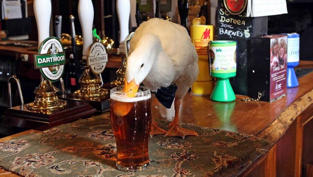 1024x581, 155 Kb / Гусь, пиво, утка, лебедь, дятел