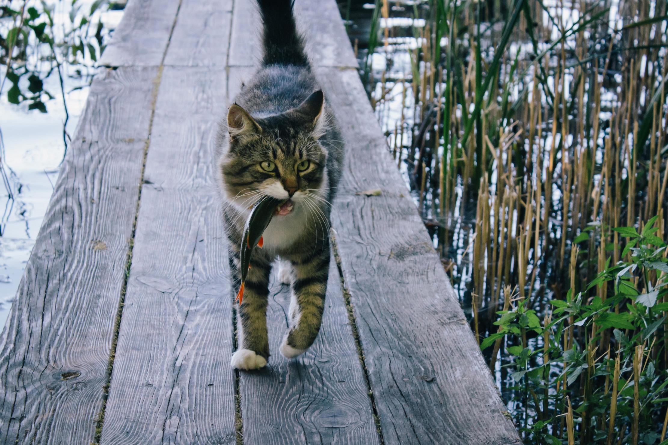 2222x1481, 460 Kb / кот, рыба, доски, причал