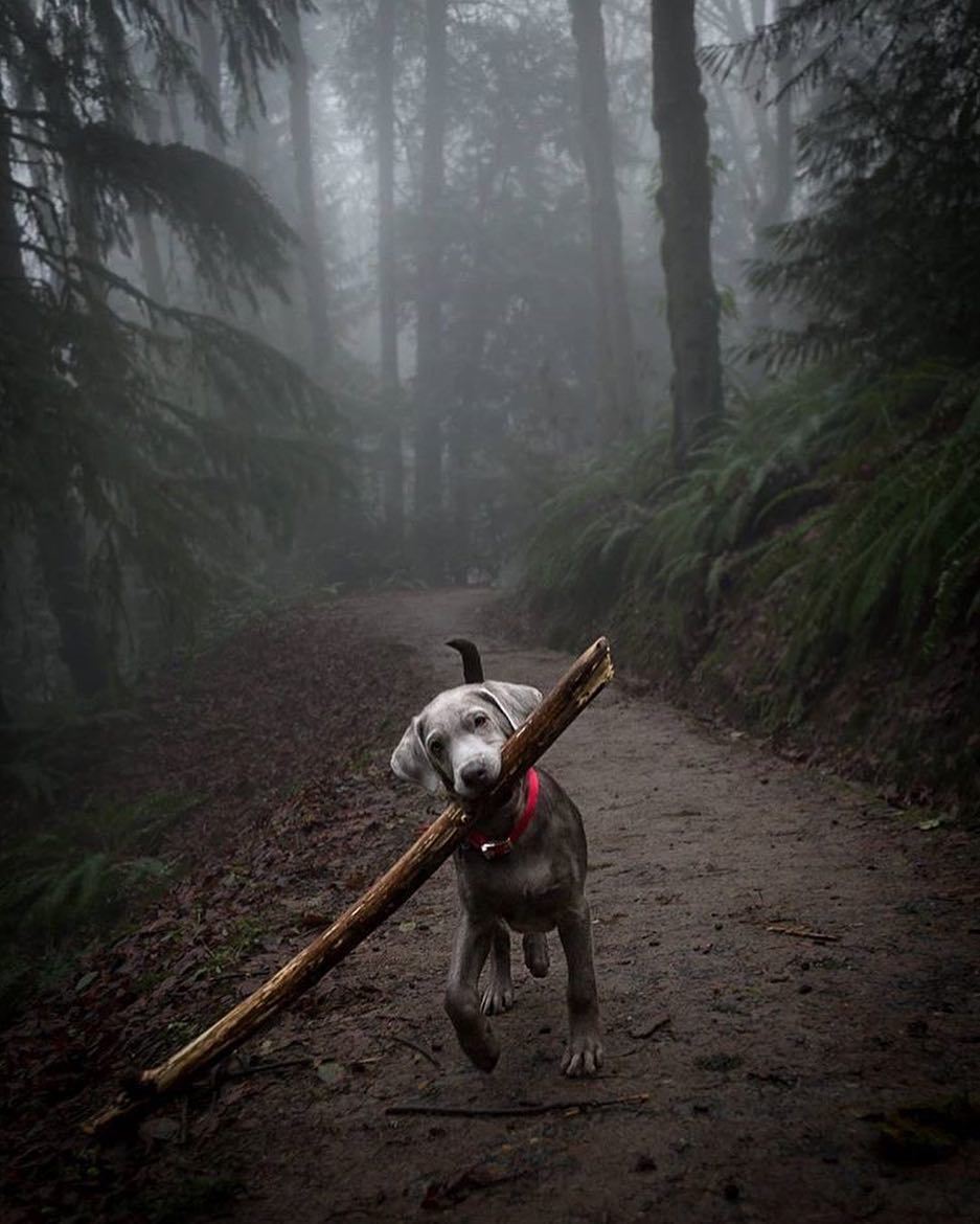 937x1170, 119 Kb / собака, лес, туман, палка