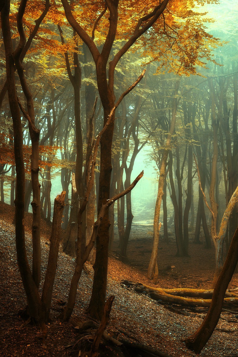 900x1350, 458 Kb / осень, парк