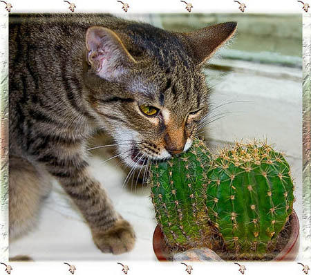 450x398, 80 Kb / кот, кактус