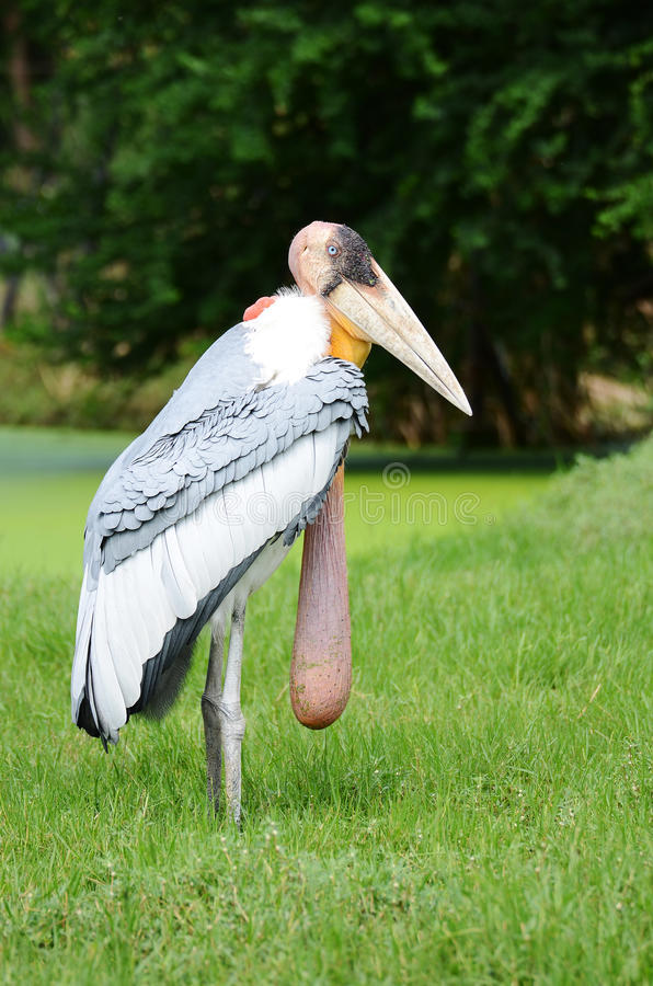 596x900, 105 Kb / марабу, яйца, мешок