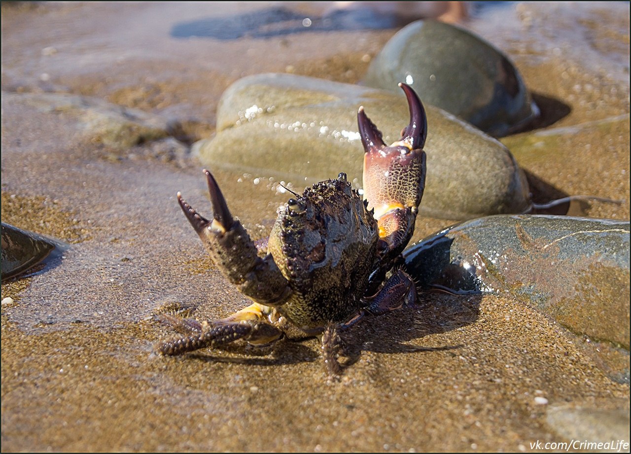 1280x921, 293 Kb / краб, камни, море