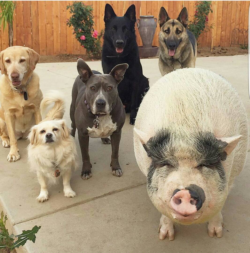 1066x1080, 151 Kb / свинья, собаки