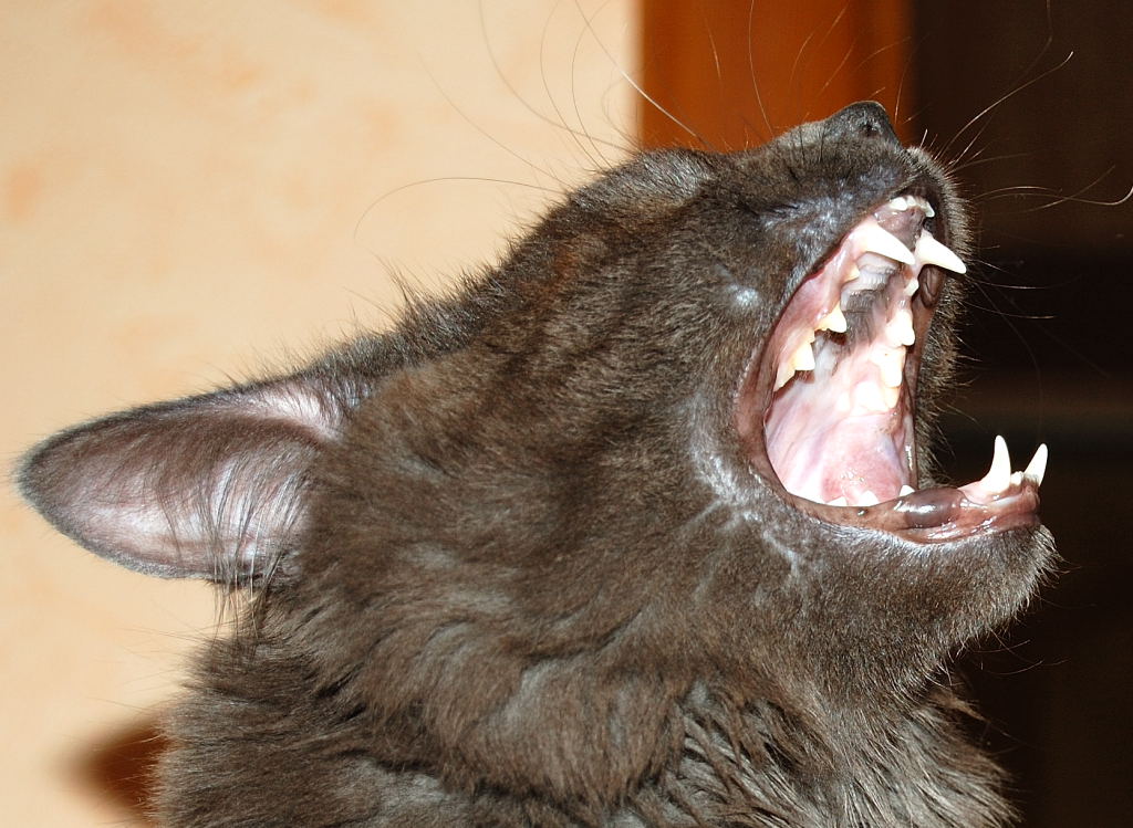 1024x749, 167 Kb / киса, зевает, начальник, дымок, дымчатый