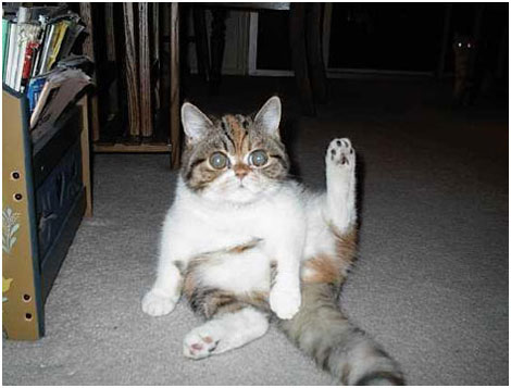 470x357, 34 Kb / кот