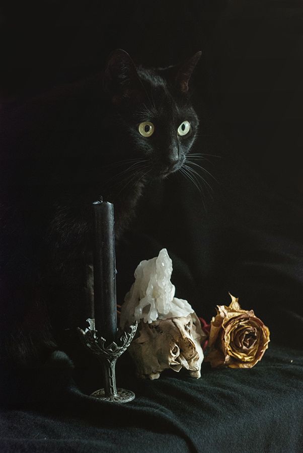 602x900, 45 Kb / кошка, свеча, роза, черное