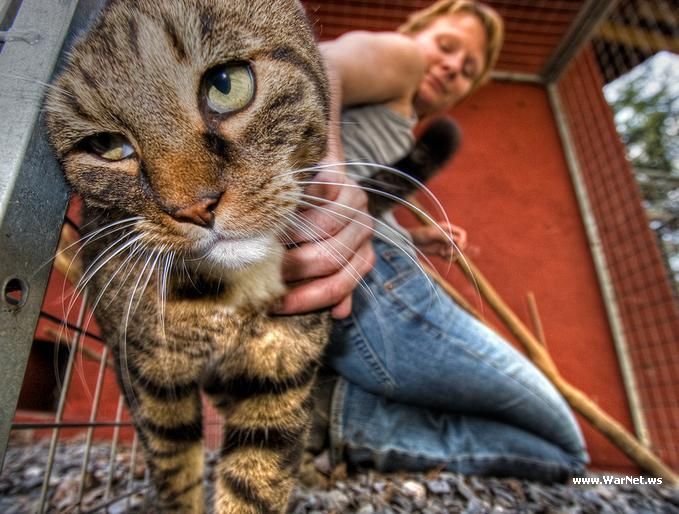 679x514, 71 Kb / кот