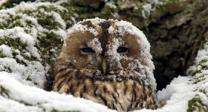 700x378, 560 Kb / Сова, снег, дерево