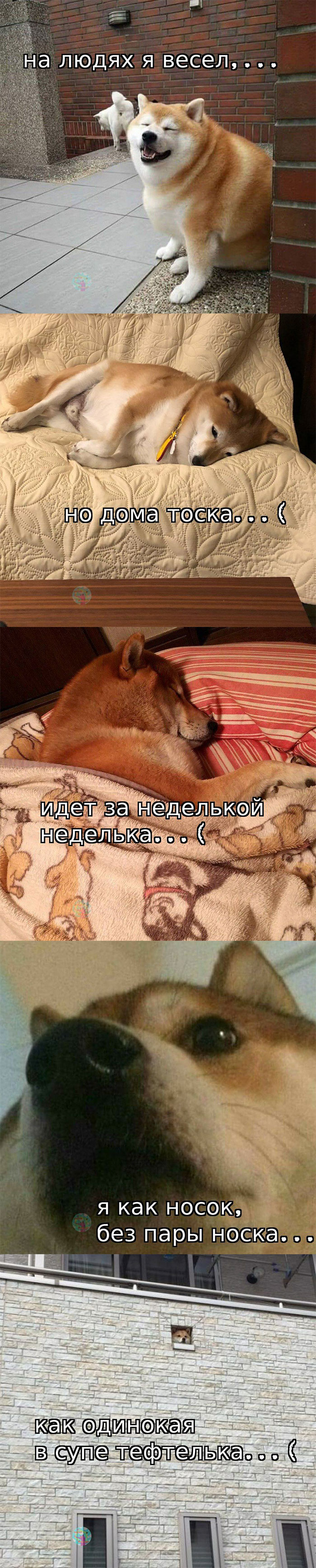 700x3467, 603 Kb / тефтелька, собака