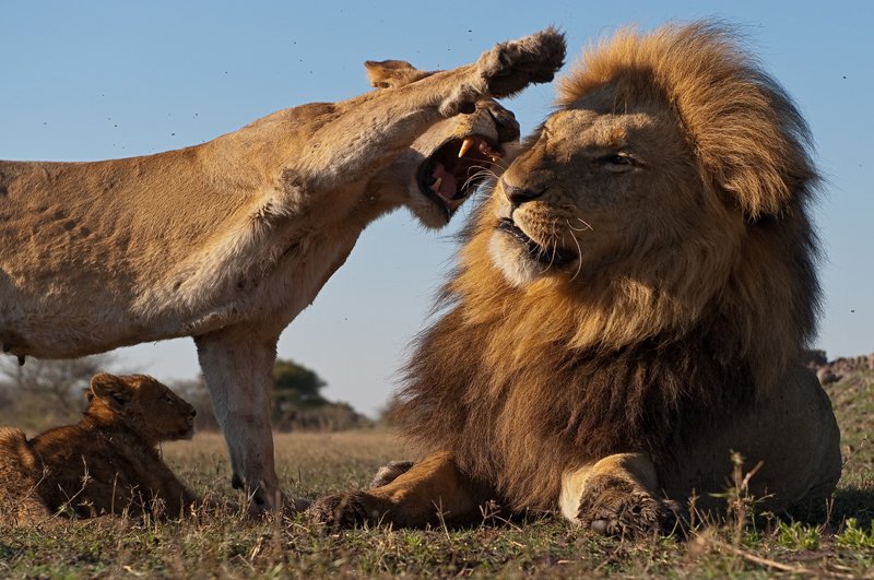 800x531, 105 Kb / лев, львица, лапа, рык, семья, отношения, зига