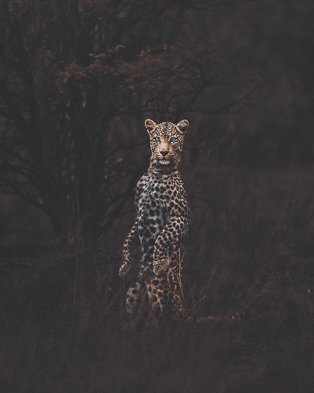 1024x1280, 240 Kb / леопард