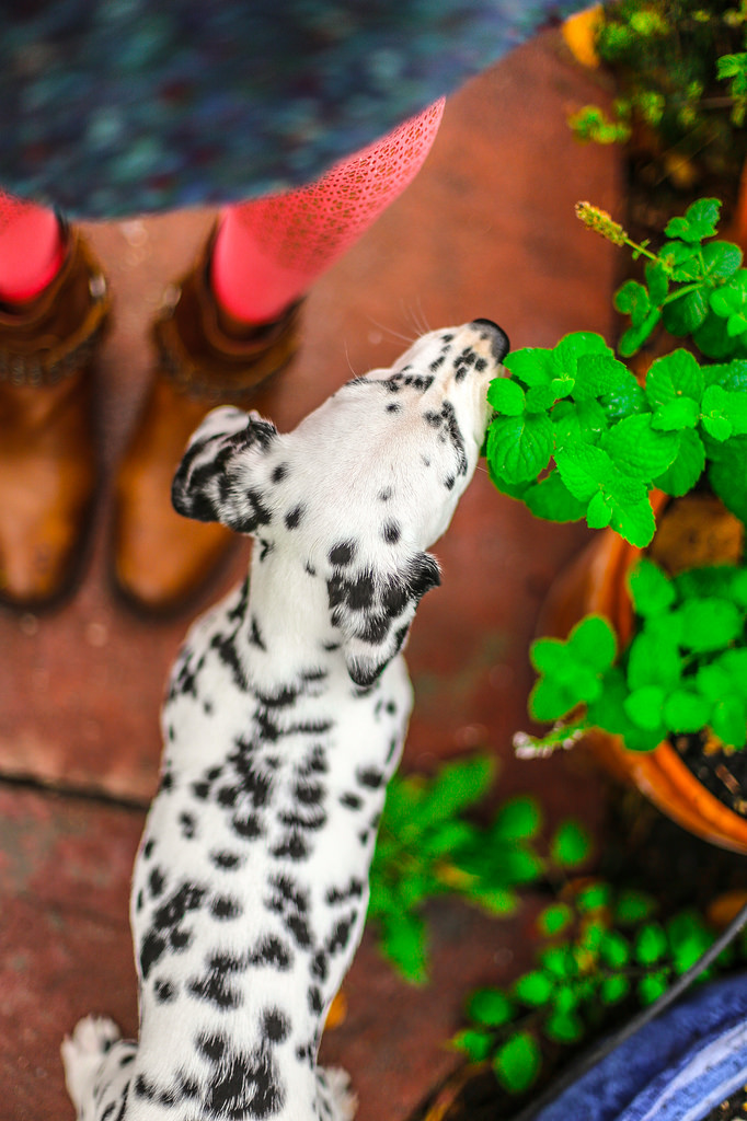 682x1024, 230 Kb / далматин, горшок