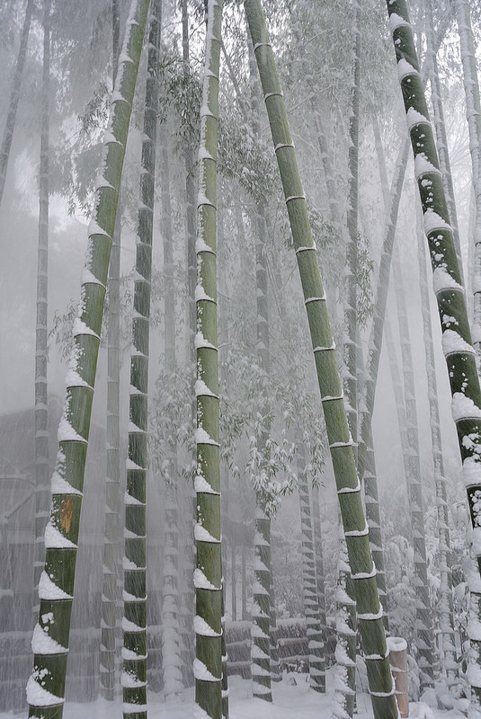 535x800, 160 Kb / снег, бамбук