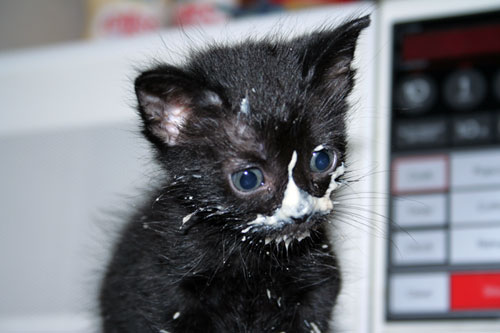 500x333, 31 Kb / котёнок, молоко