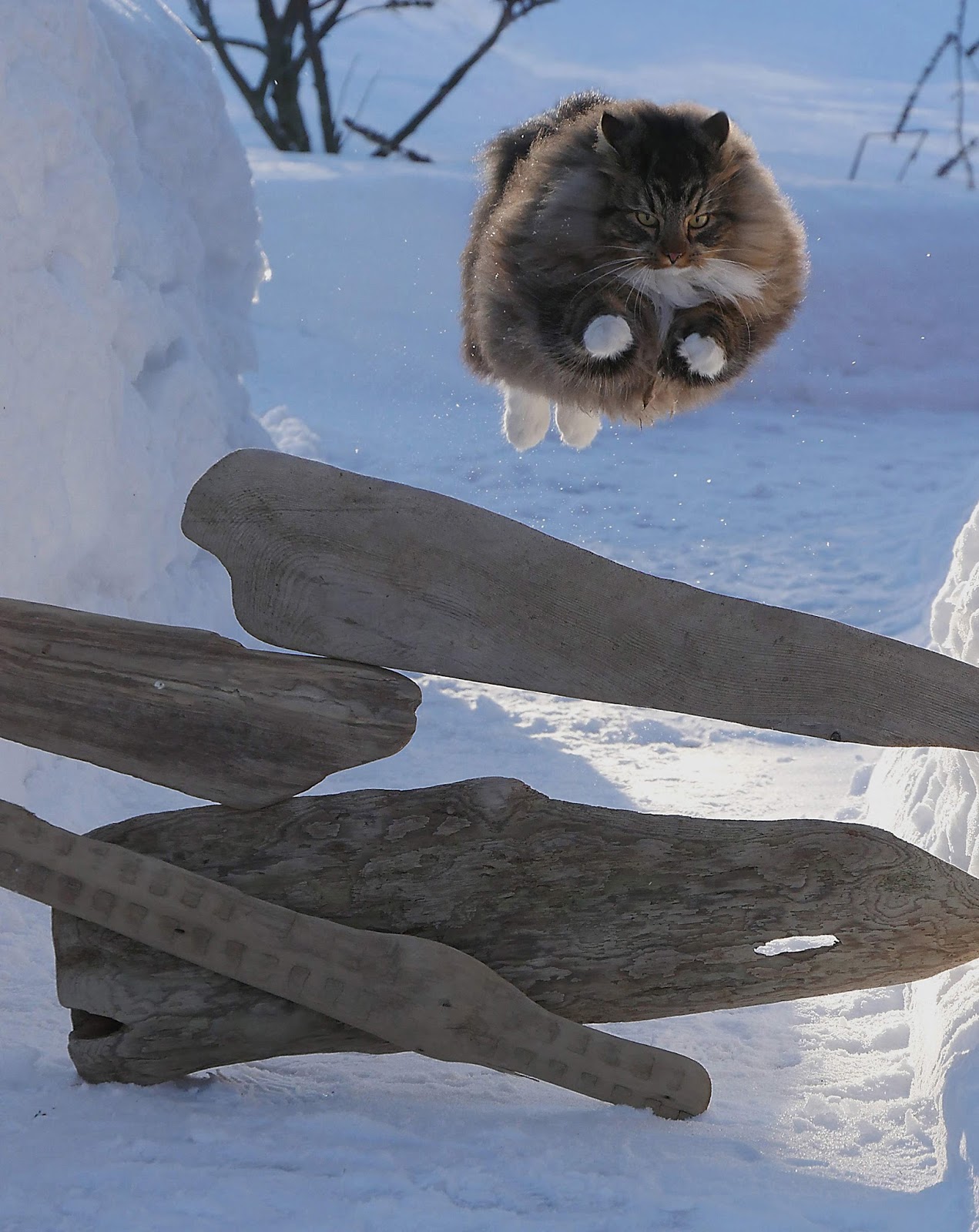 1271x1600, 316 Kb / кот, прыжок, барьер, снег, лапки