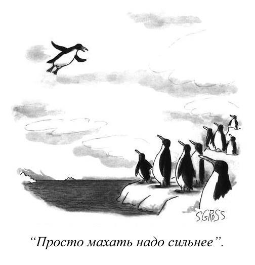 504x523, 23 Kb / пингвины, махать, полёт