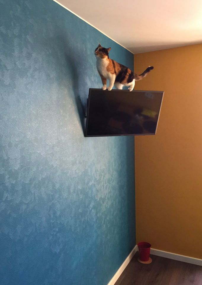 682x960, 59 Kb / кошка, ТВ,телевизор, прыжок, Николай Воронцов