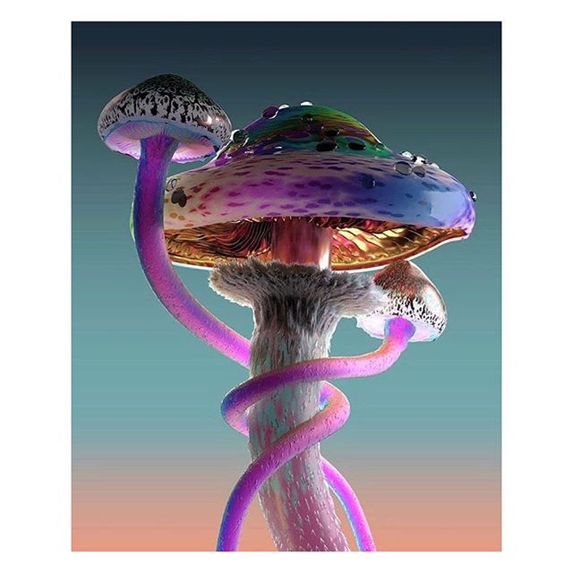 640x640, 47 Kb / грибы, гриб