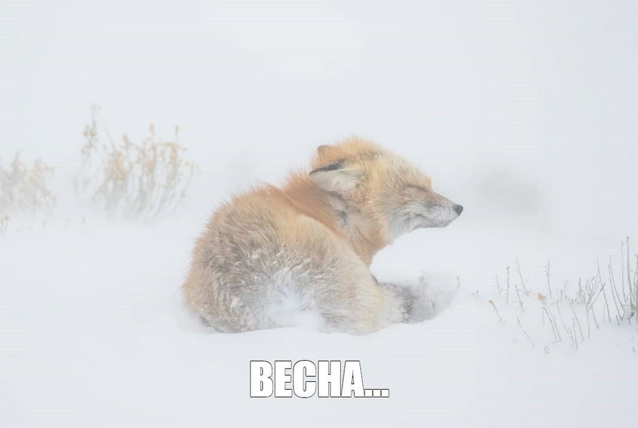 900x604, 59 Kb / снег, поле, ветер, лиса, метель, весна