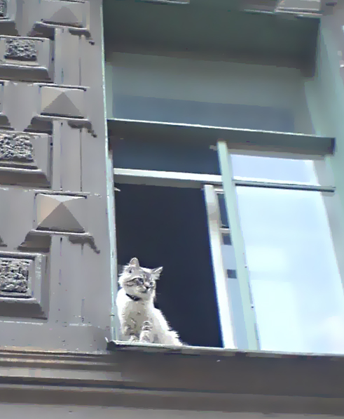 491x597, 145 Kb / кошка, окно, Питер