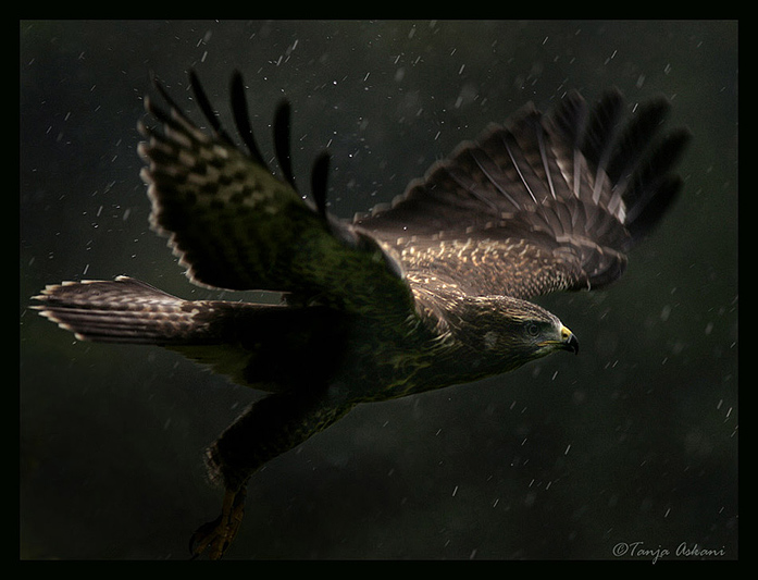 697x533, 138 Kb / орел, полет, дождь