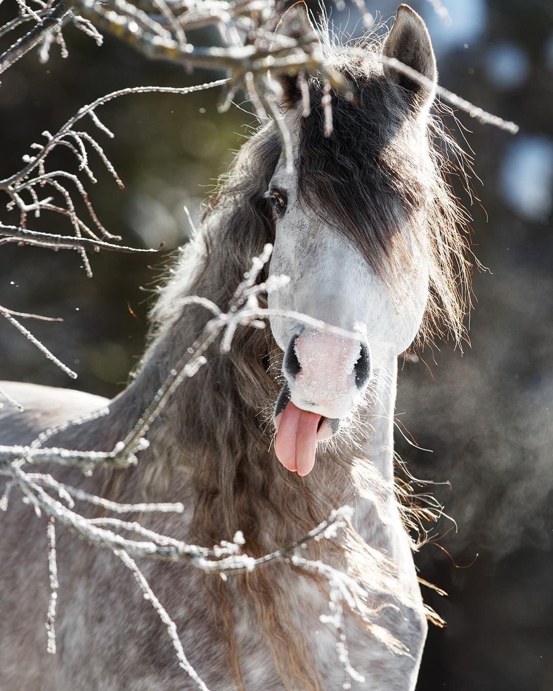 1080x1350, 218 Kb / Конь, жеребец, язык, чёлка, лошадь