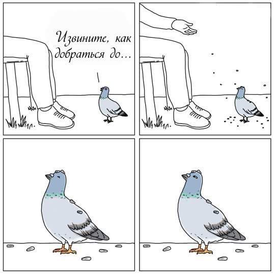 540x540, 27 Kb / Голубь, вопрос, рука