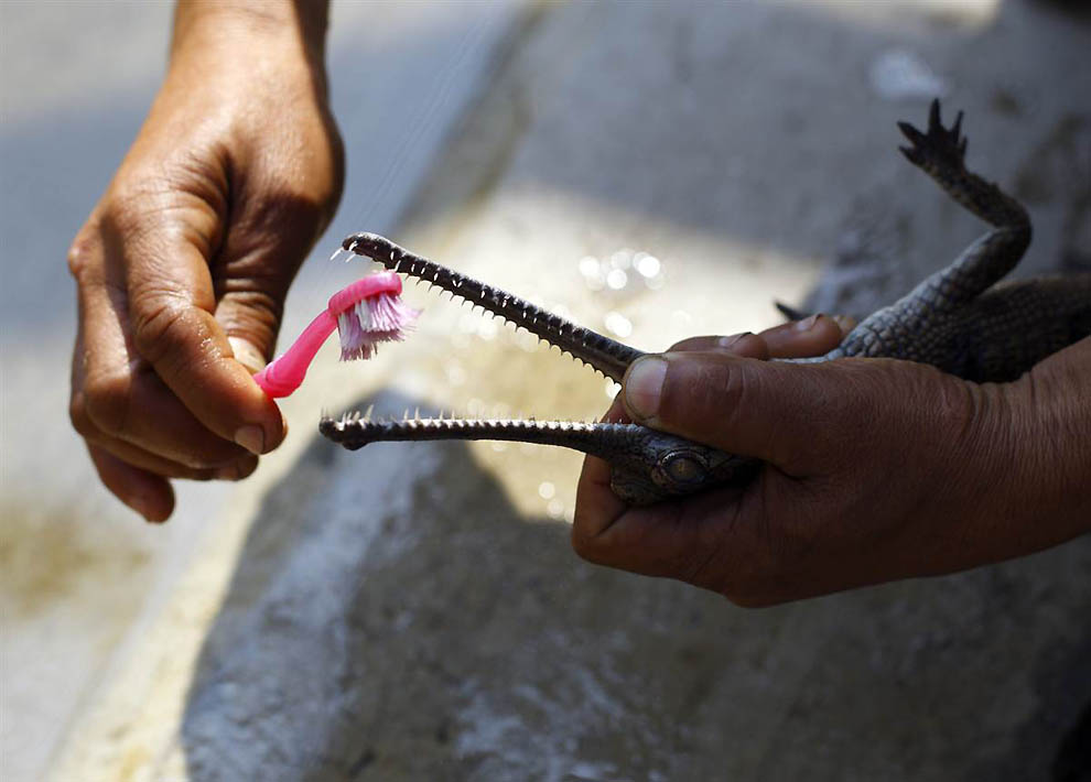 990x710, 79 Kb / гавиал, крокодил, зубная, щётка, чистит, зубы