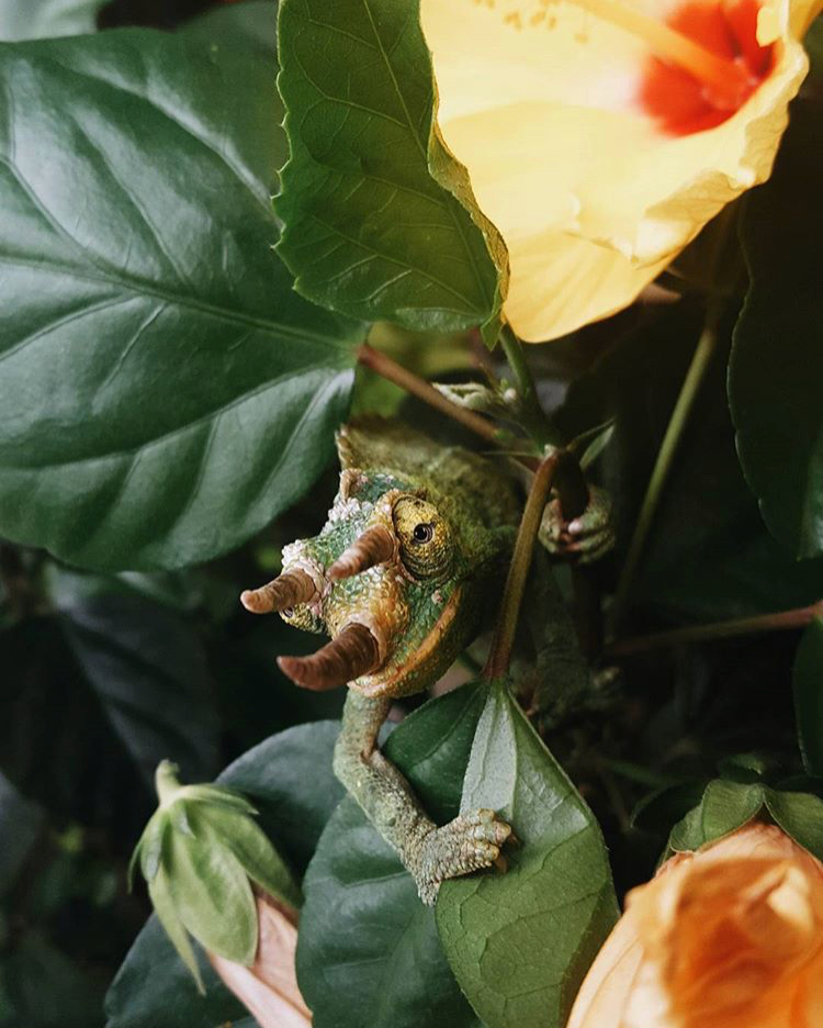 750x936, 568 Kb / хамелеон, листья, бутон