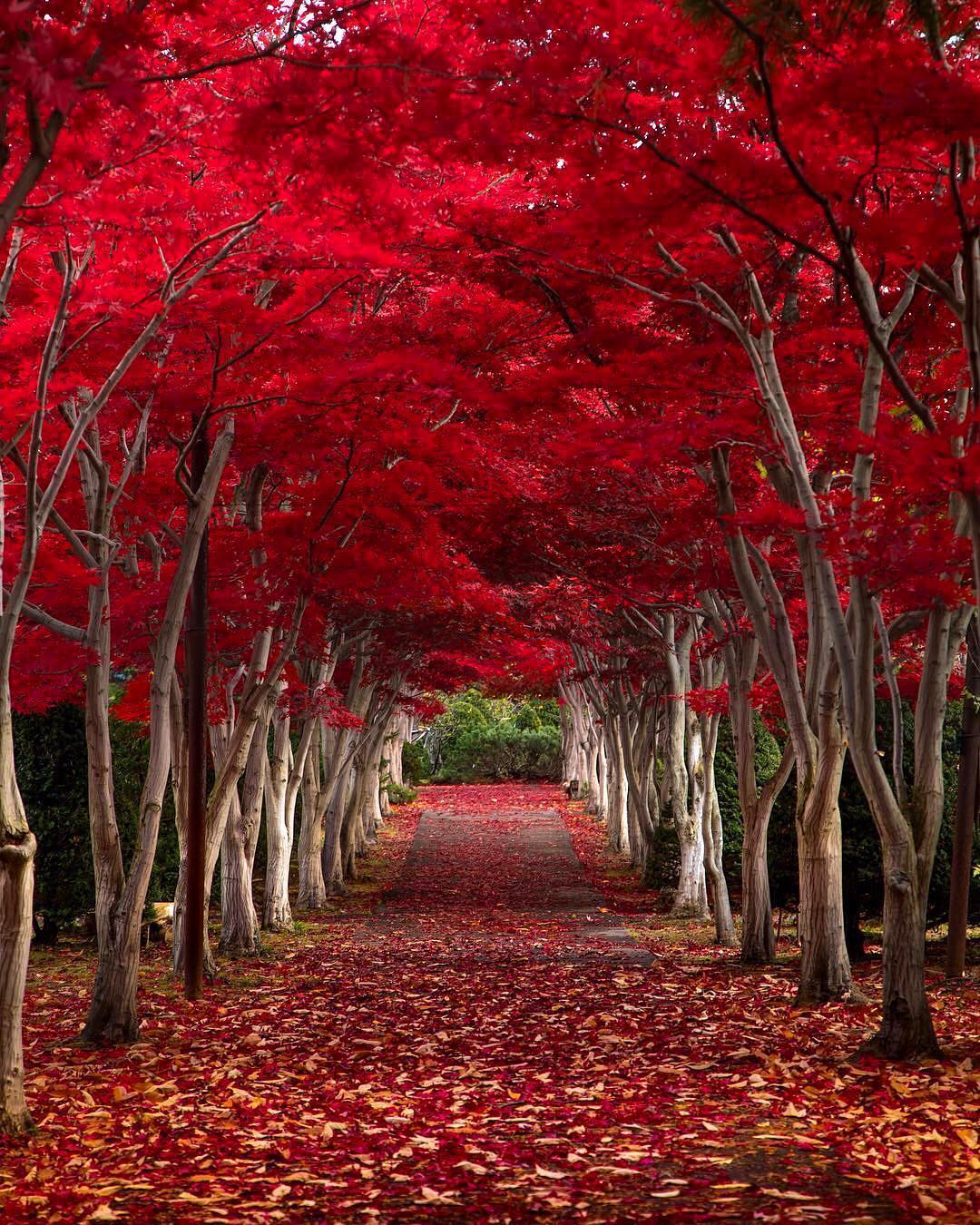 1080x1350, 308 Kb / парк, осень, красные листья